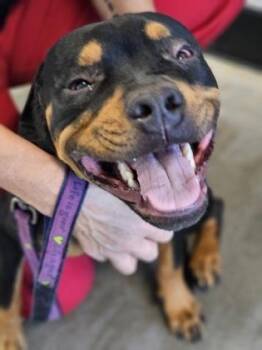 Xander fka Boy Boy -  Mixed Breed Dog for Adoption in West Chester, Pennsylvania - Xander Fka Boy Boy | PetCurious