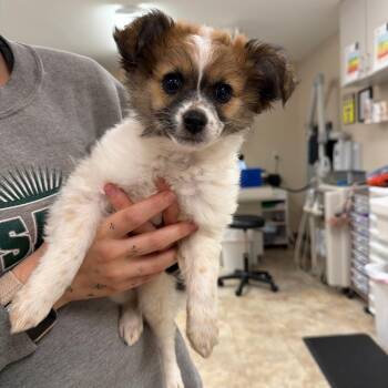 Chamoy -  Chihuahua and Mixed Breed Dog for Adoption - Chamoy | PetCurious