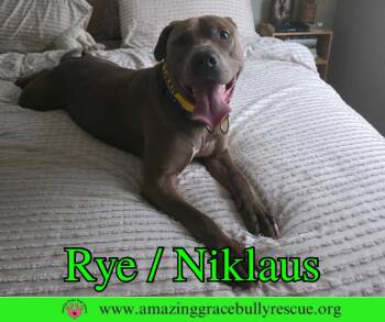 Labrador Retriever and Shepherd Dogs Available for Adoption - Rye/ Niklaus | PetCurious