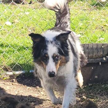 Costa -  Australian Shepherd Dog for Adoption in Richland Center, Wisconsin - Costa | PetCurious