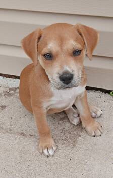 Rescue Labrador Retriever Dogs for Adoption in Colleyville, Texas - Creed | PetCurious
