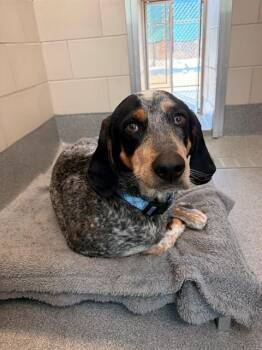 Bluetick Coonhound Dogs Available for Adoption - ODIE | PetCurious