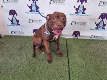 PEANUT BUTTER -  Pit Bull Terrier Dog for Adoption in Orlando, Florida - PEANUT BUTTER | PetCurious