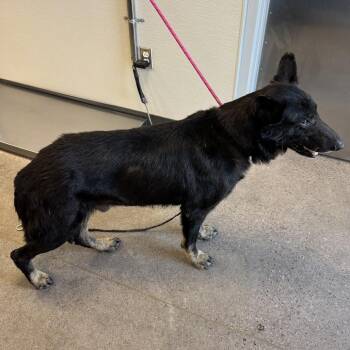 111007 -  Mixed Breed Dog for Adoption in Las Cruces, New Mexico - 111007 | PetCurious