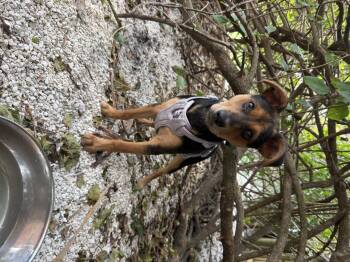 Miniature Pinscher Dogs Available for Adoption - Charlie | PetCurious