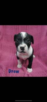 Drew -  American Staffordshire Terrier Dog for Adoption in Seaside Heights, New Jersey - Drew | PetCurious