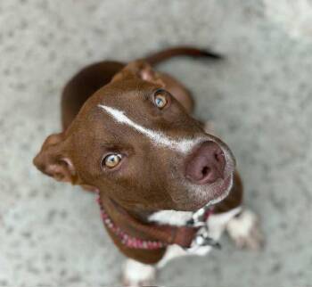 Rescue English Pointer Dogs for Adoption in Rogers, Arkansas - Coco | PetCurious