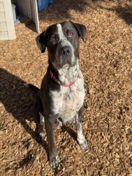 Pit Bull Terrier and Mastiff Dogs Available for Adoption in Kent, Washington - ZEUS | PetCurious
