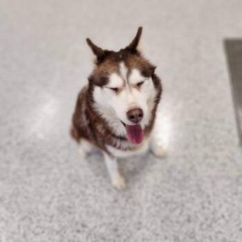 Siberian Husky Dogs Available for Adoption in Fort Wayne, Indiana - Zoey | PetCurious