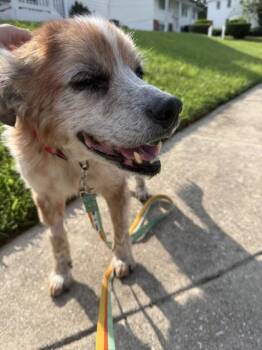 Gumbo -  Australian Cattle Dog Blue Heeler Dog for Adoption in Baltimore, Maryland - Gumbo | PetCurious