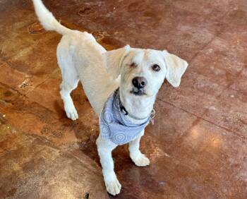 Cocker Spaniel and Lhasa Apso Dogs Available for Adoption - Falkor | PetCurious