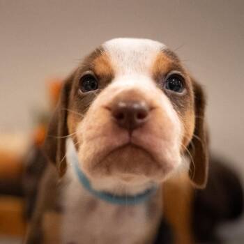 Nutmeg -  Coonhound Dog for Adoption in Jarrettsville, Maryland - Nutmeg | PetCurious