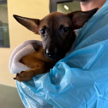Thelma -  Australian Cattle Dog Blue Heeler and Belgian Shepherd Malinois Dog for Adoption in West Palm Beach, Florida - Thelma | PetCurious