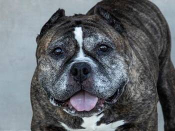 Brownie -  Mixed Breed Dog for Adoption in Longmont, Colorado - Brownie | PetCurious