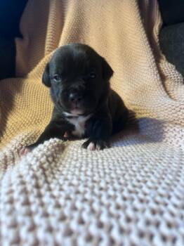 Pit Bull Terrier and Mixed Breed Dogs Available for Adoption - Pookie | PetCurious