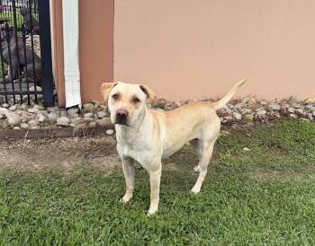 Labrador Retriever Dogs Available for Adoption in Plaquemine, Louisiana - Nala | PetCurious
