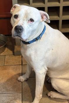 Rosie Happy Girl, Uncomplicated and Very Loving. Nanny Doggie Al -  American Bulldog Dog for Adoption in Charlottesville, Virginia - Rosie Happy Girl, Uncomplicated And Very Loving. Nanny Doggie Al | PetCurious