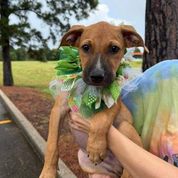 Blaze -  Black Mouth Cur and Rhodesian Ridgeback Dog for Adoption in New Orleans, Louisiana - Blaze | PetCurious