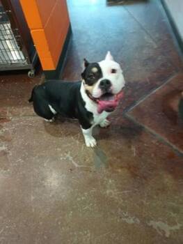 Fox Terrier and Mixed Breed Dogs Available for Adoption - China | PetCurious