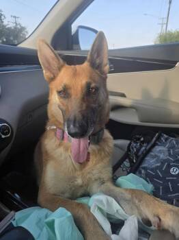 Rescue German Shepherd Dog Dogs for Adoption in Harlingen, Texas - Xena | PetCurious