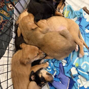 Mixed Breed Dogs Available for Adoption - Pumpkin | PetCurious