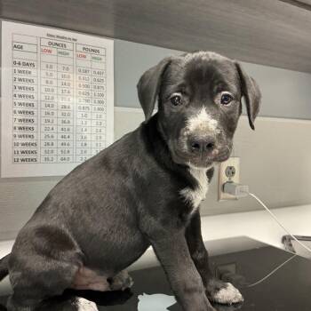 Walter -  Black Labrador Retriever Dog for Adoption in Saint Joseph, Missouri - Walter | PetCurious
