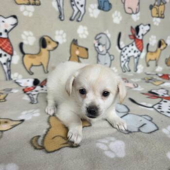 Ariel -  Chihuahua and Corgi Dog for Adoption in Dallas, Georgia - Ariel | PetCurious