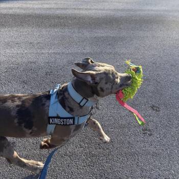 Pit Bull Terrier Dogs Available for Adoption in Saratoga Springs, New York - Kingston | PetCurious