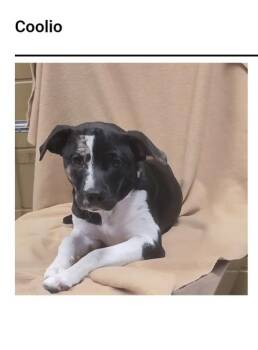 Coolio -  Catahoula Leopard Dog and Rat Terrier Dog for Adoption in Westport, Connecticut - Coolio | PetCurious