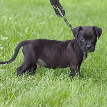 Burgundy -  Pit Bull Terrier Dog for Adoption in South Elgin, Illinois - Burgundy | PetCurious