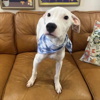 Matcha Whisk-er -  Pit Bull Terrier and Labrador Retriever Dog for Adoption in Friendswood, Texas - Matcha Whisk-er | PetCurious