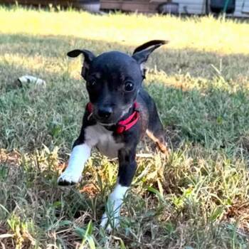 Tiny Phil -  Mixed Breed Dog for Adoption in Otisfield, Maine - Tiny Phil | PetCurious