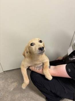 26-503 -  Labrador Retriever and Mixed Breed Dog for Adoption in Barnesville, Georgia - 26-503 | PetCurious
