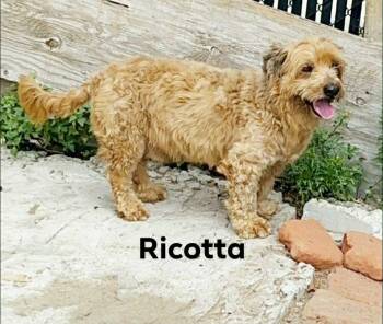 Terrier and Poodle Dogs Available for Adoption in Severance, Colorado - Ricotta | PetCurious