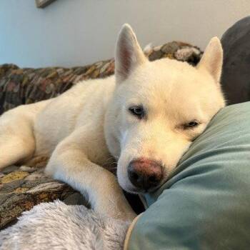 Siberian Husky Dogs Available for Adoption in Dallas, Texas - Shorty (New Digs) | PetCurious