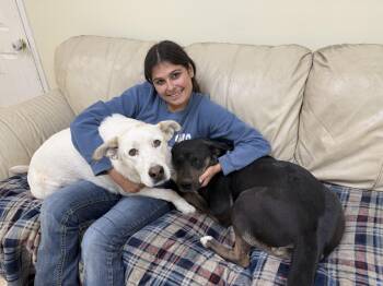 Husky and Alaskan Malamute Dogs Available for Adoption in Hiawatha, Kansas - Cadence | PetCurious