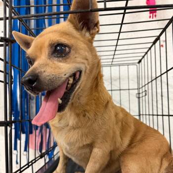 Paddington -  Chihuahua Dog for Adoption in Edinburg, Texas - Paddington | PetCurious