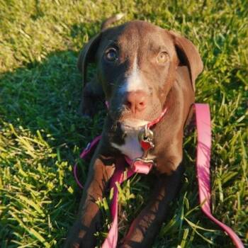 Nibbles -  Chocolate Labrador Retriever Dog Available for Adoption in East St. Louis, Illinois - Nibbles | PetCurious