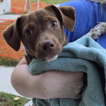 Pookie -  Chihuahua and Dachshund Dog for Adoption in Voorhees Township, New Jersey - Pookie | PetCurious