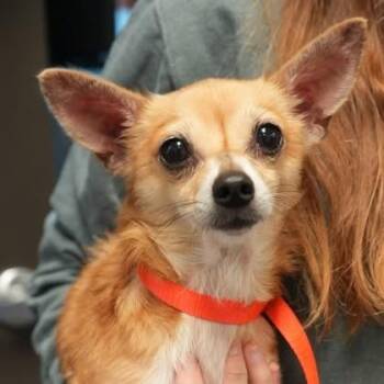 Scooby -  Chihuahua and Mixed Breed Dog for Adoption in Allentown, Pennsylvania - Scooby | PetCurious