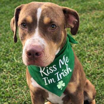 American Staffordshire Terrier Dogs Available for Adoption - Crosby | PetCurious