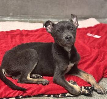 Pit Bull Terrier and Mixed Breed Dogs Available for Adoption - PONCHO | PetCurious