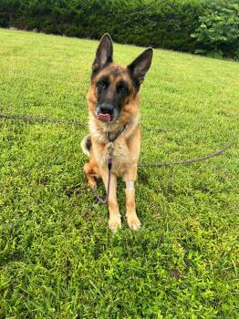 Rescue German Shepherd Dog Dogs for Adoption in Raleigh, North Carolina - Apache (CL) | PetCurious