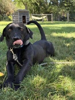 Thunder -  Basset Hound and Labrador Retriever Dog for Adoption in Pottstown, Pennsylvania - Thunder | PetCurious