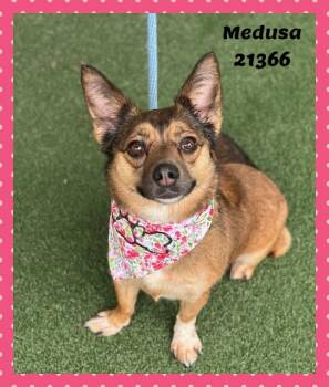 MEDUSA -  Chihuahua Dog for Adoption in Marietta, Georgia - MEDUSA | PetCurious