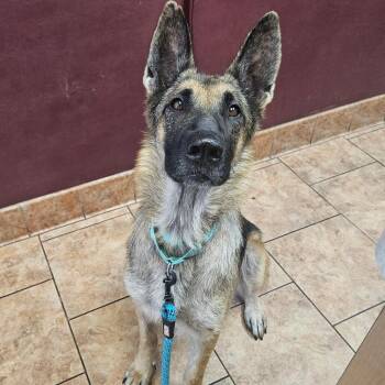 German Shepherd Dog and Belgian Shepherd Malinois Dogs Available for Adoption - Oaklyn | PetCurious