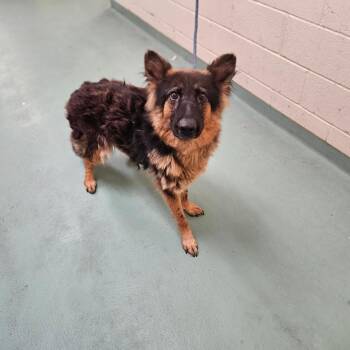 Marcy Williams -  Mixed Breed Dog for Adoption in Memphis, Tennessee - Marcy Williams | PetCurious