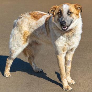 Australian Cattle Dog Blue Heeler and Anatolian Shepherd Dogs Available for Adoption in St. Louis, Missouri - RUSTY | PetCurious