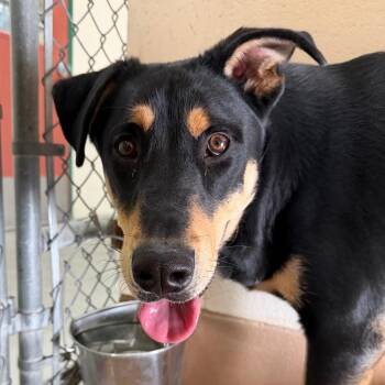 Tono -  Mixed Breed Dog for Adoption in Reno, Nevada - Tono | PetCurious