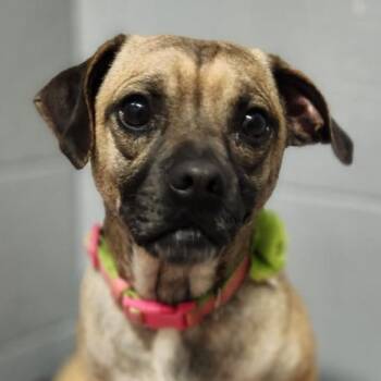 Jelly Roll -  Pug Dog for Adoption in New Philadelphia, Ohio - Jelly Roll | PetCurious